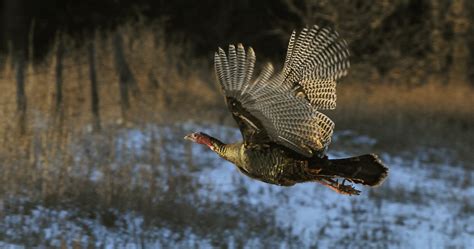 Wild Turkey Flying