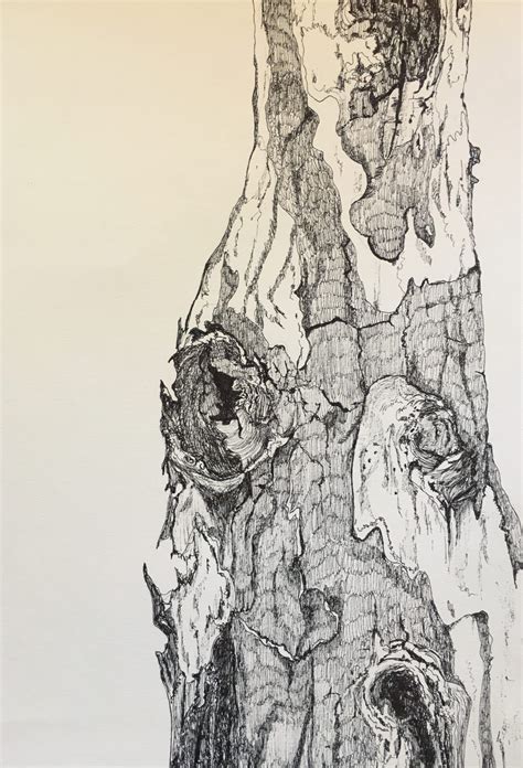 Image result for Tree Trunk Drawing