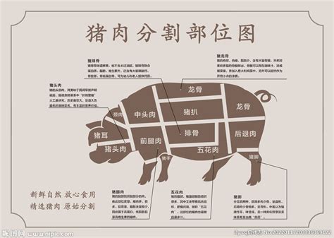 猪肉分割部位图设计图__广告设计_广告设计_设计图库_昵图网nipic.com