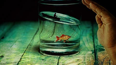 Wallpaper glass, fish, fisherman, photoshop hd, picture, image