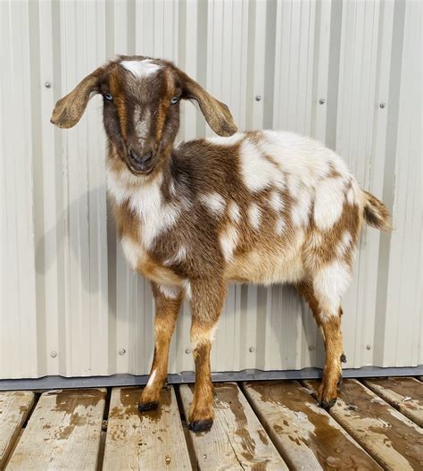 Mini Nubian Goats For Sale Tennessee at Alana Mcgovern blog