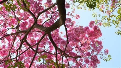 Cherry blossom-like pink trumpet flowers add a spring in Bangalore's step
