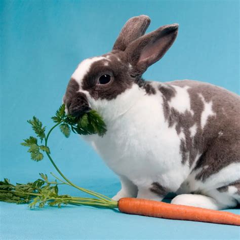 Can Rabbits Eat Carrots? The Truth Behind Bunny Snacks!