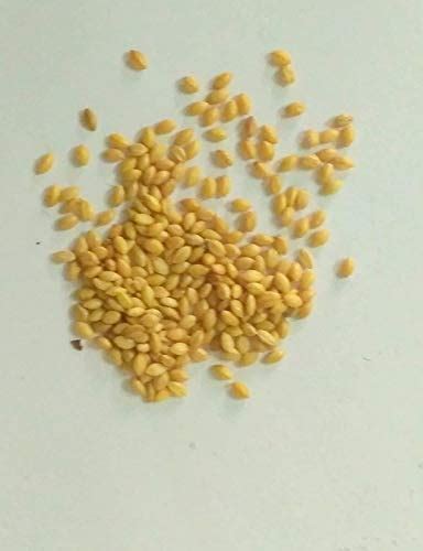 Ravel Guinea Grass Seeds,alfa grass seed,american grass seeds for home ...