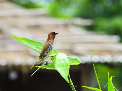 Scaly breasted munia | Tech Blogger