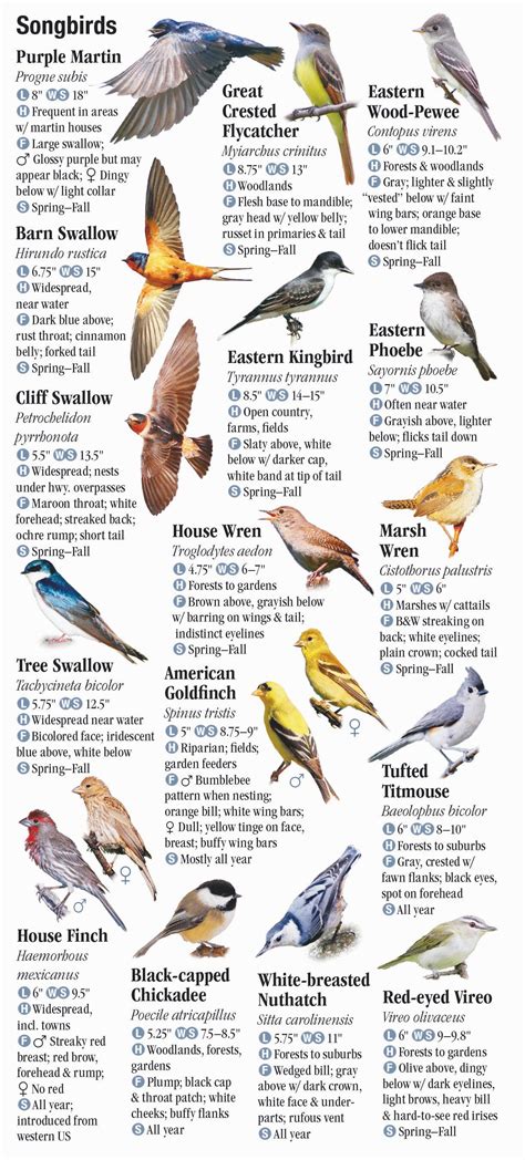 Different Kinds Of Birds In Michigan at Natalie Hawes blog