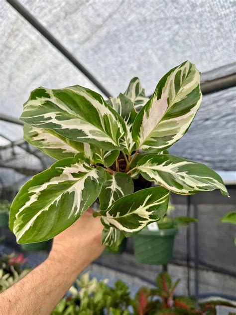 4" Calathea ‘Stella’ – Canopy Plant Co.