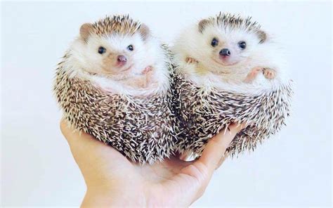 Breeding Hedgehogs: The Ultimate Guide