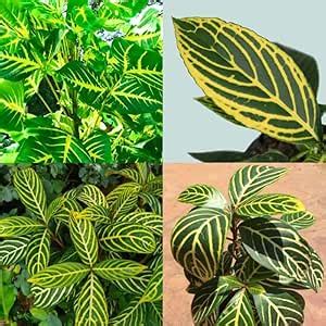Tiger Leaf Live Plant pack of 1 : Amazon.in: Garden & Outdoors