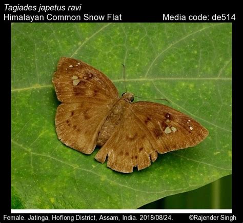 Tagiades japetus | Butterfly