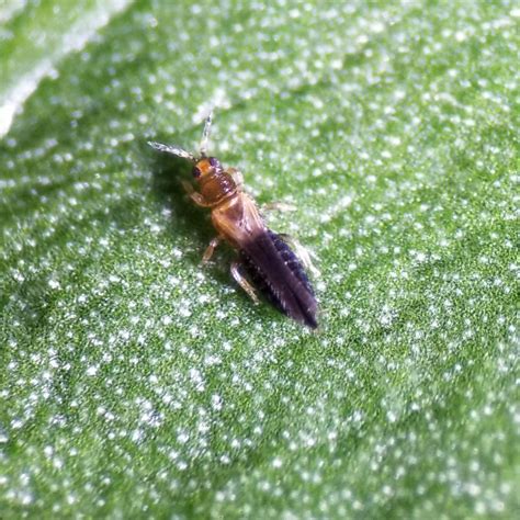 Thrips parvispinus (“Pepper Thrips”): The Importance of Inspecting ...