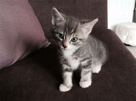 Tabby Cat Kitten