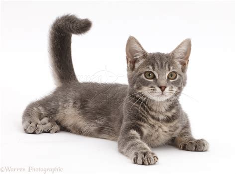 Playful grey tabby kitten photo WP44659