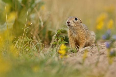 Prairie dogs Images - Free Download on Freepik