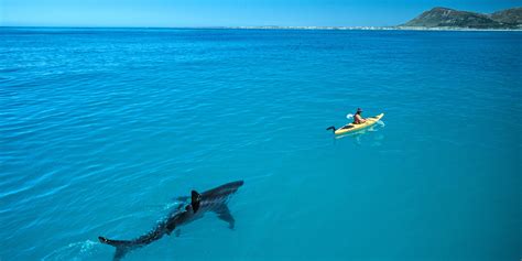 Megalodon Sightings National Geographic