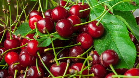 Kirsch (Kirschwasser) - Type of Brandy