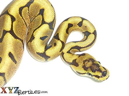 Image result for Spider Ball Python Baby