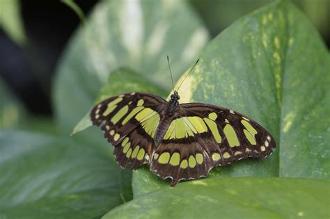Camouflage Of Butterfly