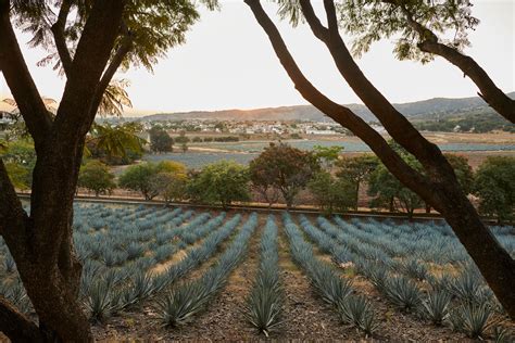 Visit Jalisco, Mexico, where the story of tequila begins | National ...