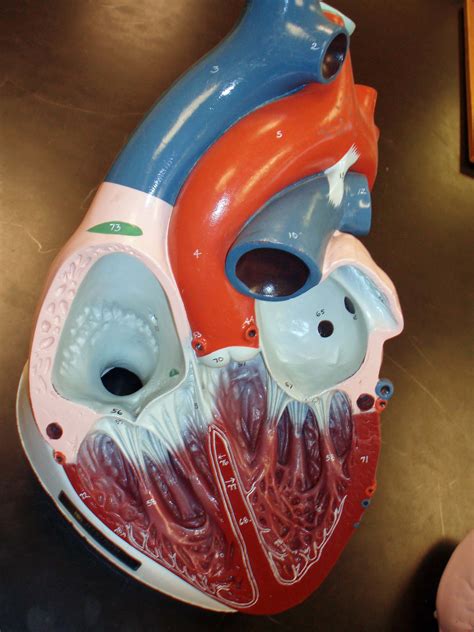 Biology 271 - A & P Unit 3