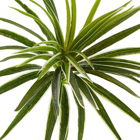 Indoor & Outdoor Spider Bush, 19"