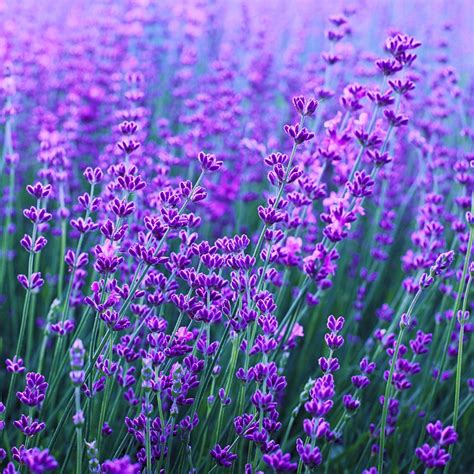 Lavandin Grosso Essential Oil - PC-1222VO – Bulkaroma