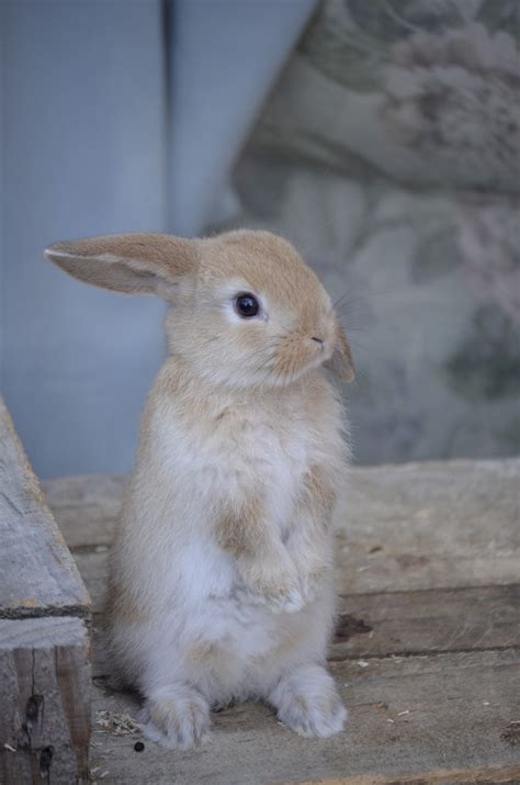 Fotos gratis : dulce, fauna silvestre, mamífero, bebé, liebre, bigotes ...