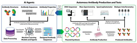 The Application of Machine Learning on Antibody Discovery and Optimization
