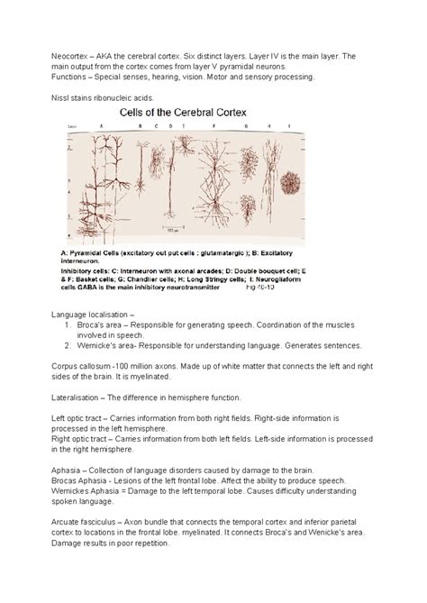 Lecture 17 - Speech and Language - Neocortex – AKA the cerebral cortex. Six distinct layers ...