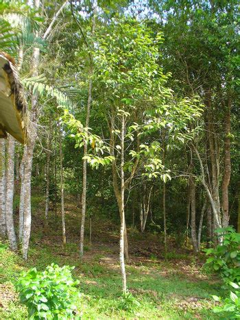 Yellow Meranti Tree: The Ultimate Guide to This Majestic Timber and It ...