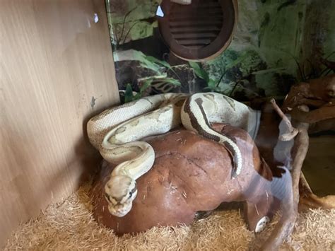 Ball Python Weight Gain 的图像结果