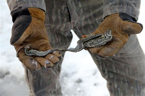 Curious Alaska: Are there snakes in Alaska? - Anchorage Daily News