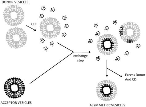 Image result for Vesicles Structure and Function