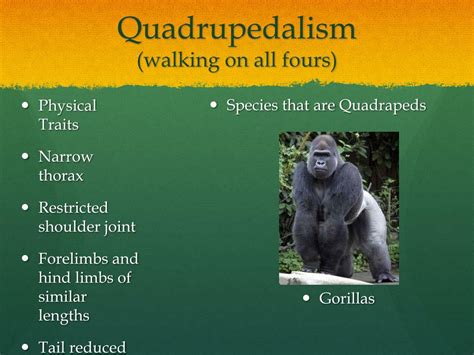 Image result for Locomotor Patterns in Primates