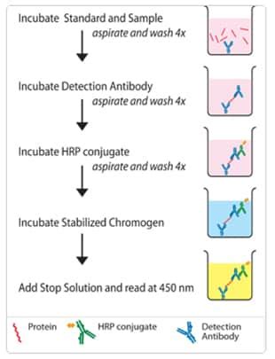 Image result for Optimization Elisa