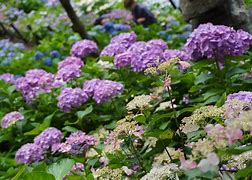 Image result for Blue Hydrangea Flowers