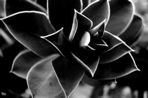 Patterns of Motion in Nature 的图像结果