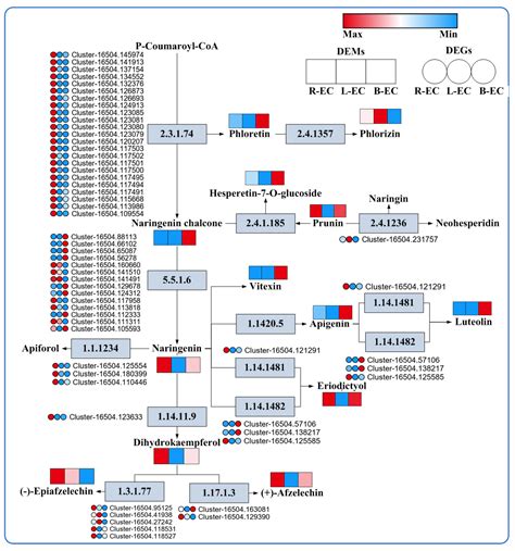 Transcriptomic and Metabolomic Analysis of Korean Pine Cell Lines with ...