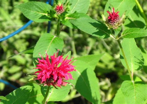 Ask a Master Gardener - Guadalupe County Master Gardeners