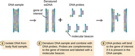 Image result for Reverse Transcriptase PCR Steps