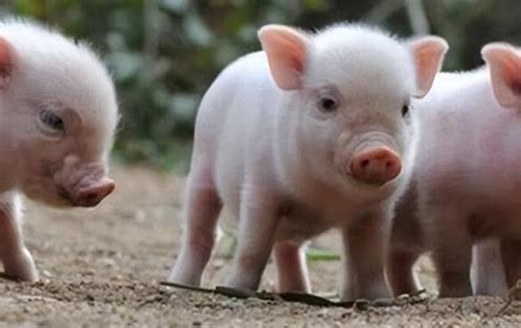 格洛斯特老斑点母猪和她的小猪高清图片下载-正版图片600163676-摄图网