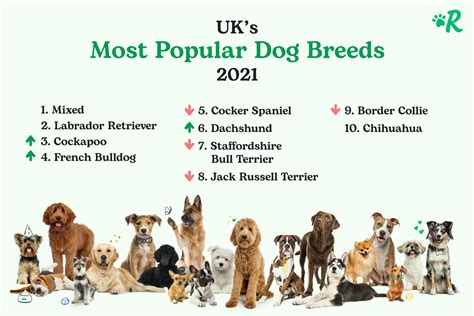 What Is The Best Dog Breed To Sell at David Agee blog