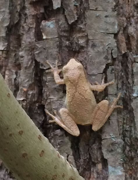 Image result for Animal Spring Peeper