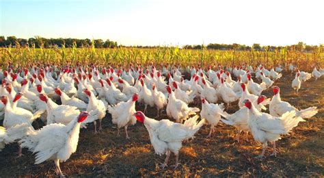 Our Farm | Bowman And Landes Turkeys
