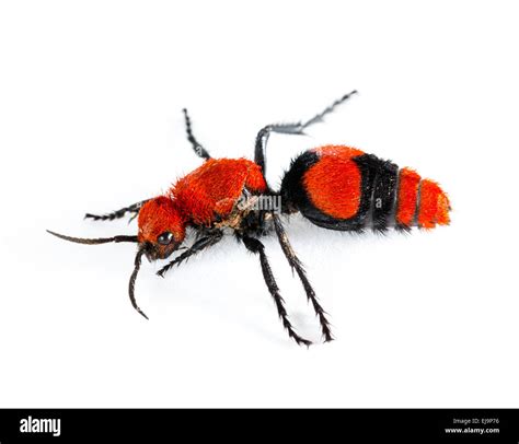 Red Velvet Ant