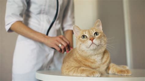 Chantilly Veterinary | Nova Pets | Animal Hospital in Northern VA