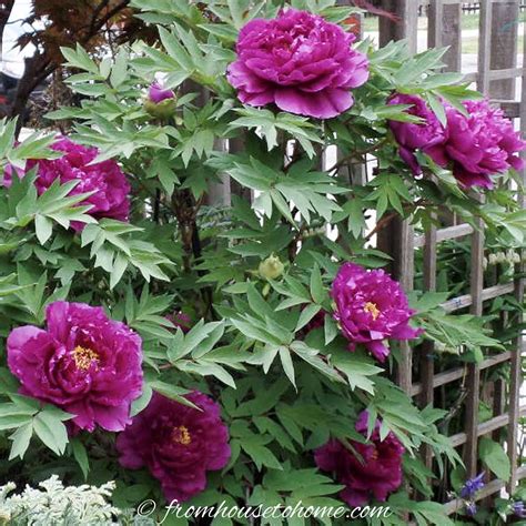 Shade Loving Shrubs: The Best Bushes To Plant Under Trees | Plants ...