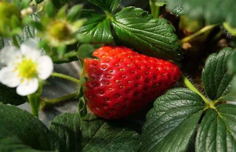 草莓什么时候种合适 怎样种-养花技巧-长景园林网