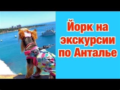 DOG VLOG: экскурсия по Анталье с собакой в жару / Старый город Калеичи ...