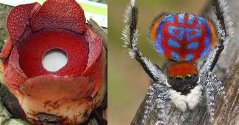 Photos: Top 20 new species of animals and plants of 2016